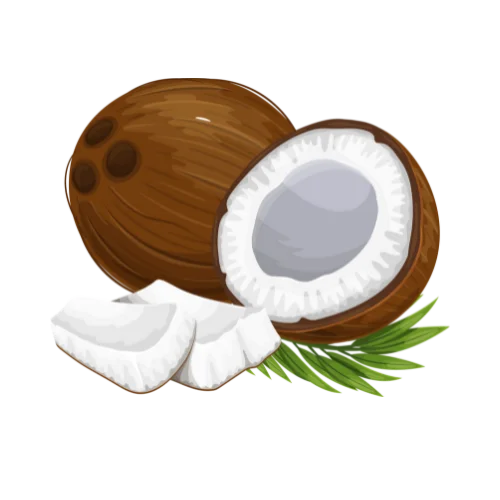 Coconut icon