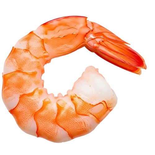 Shrimp Icon